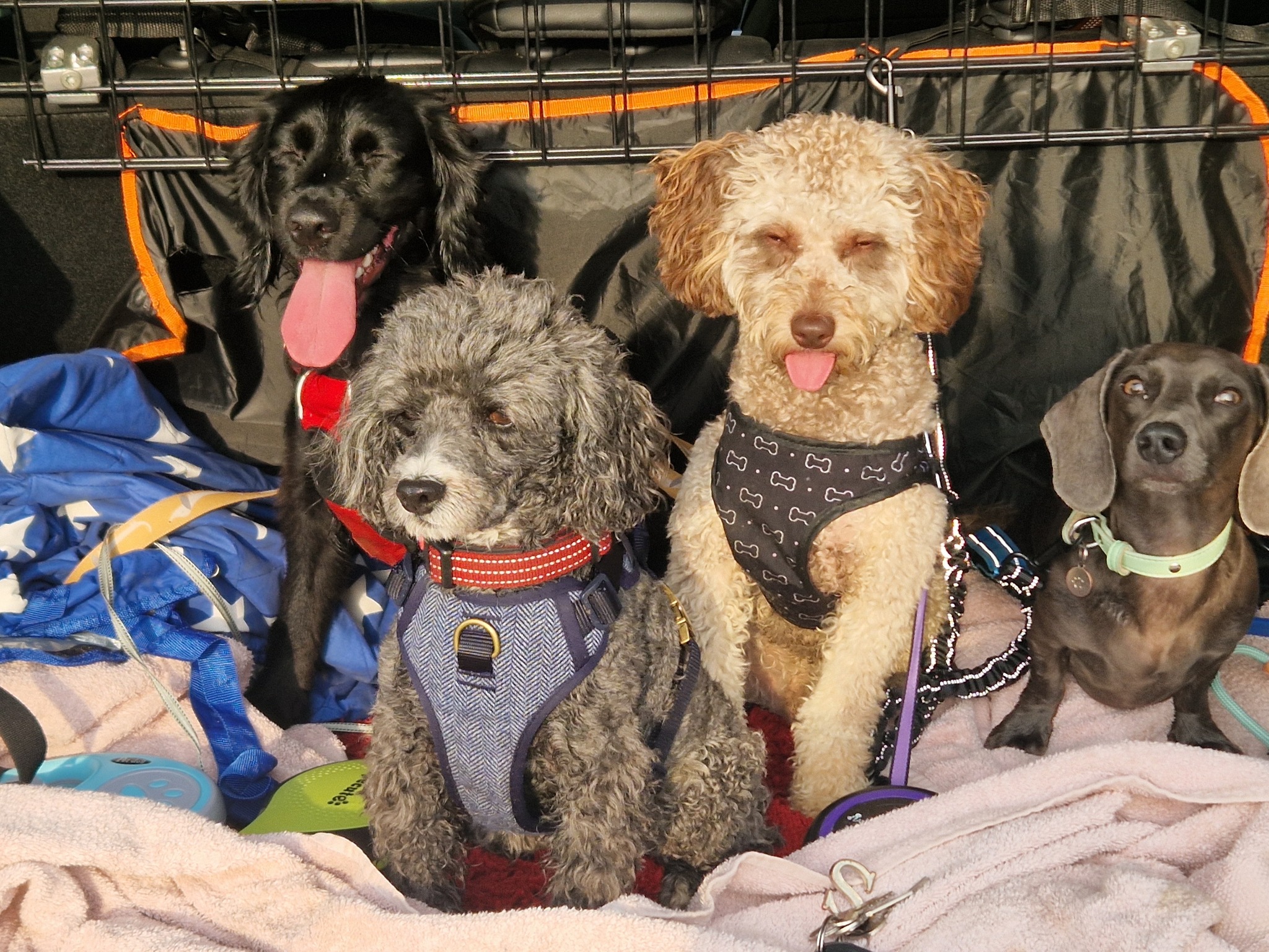 Group of dogs ready for a walk in the car boot