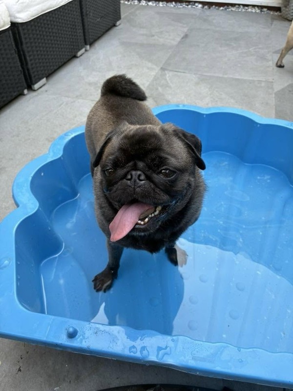 A pug cooling off in a paddling pool
