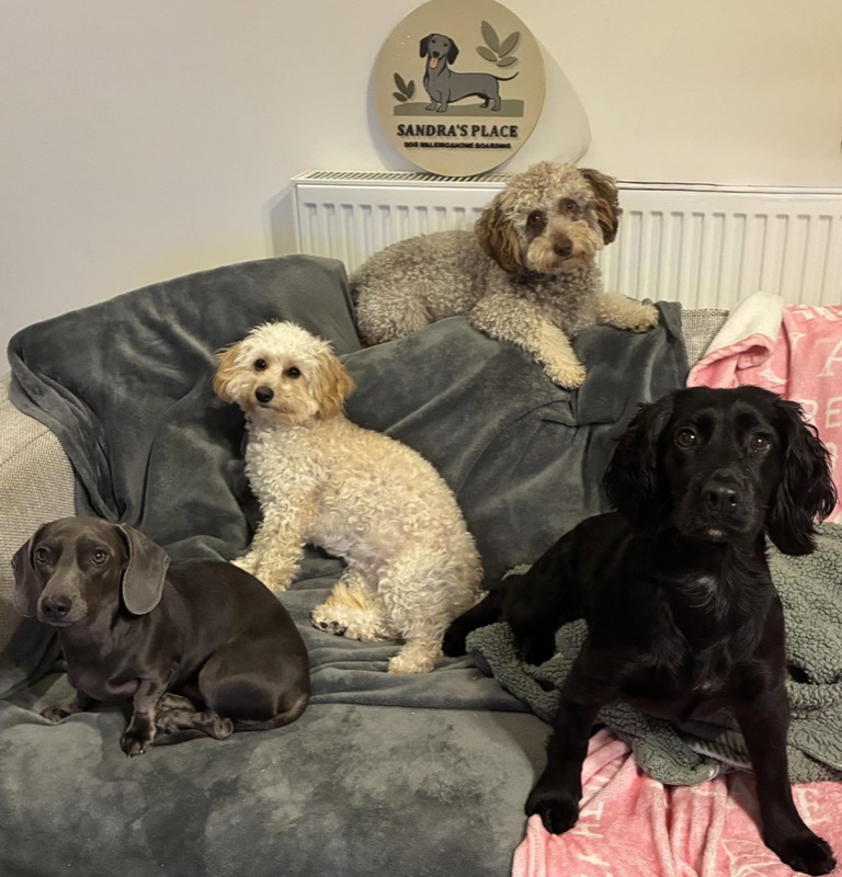 Four furry friends piled on the sofa under the Sandra's Place sign