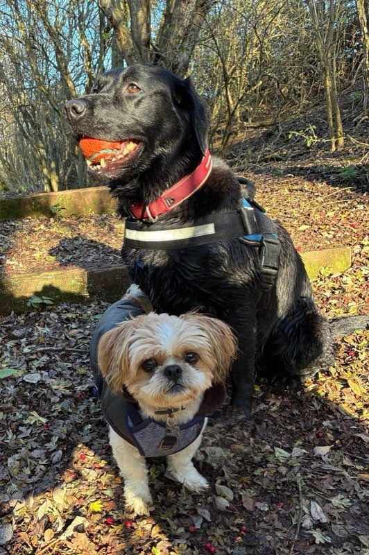 A black labrador with his ball and a shih tzu pausing on a woodland walk
