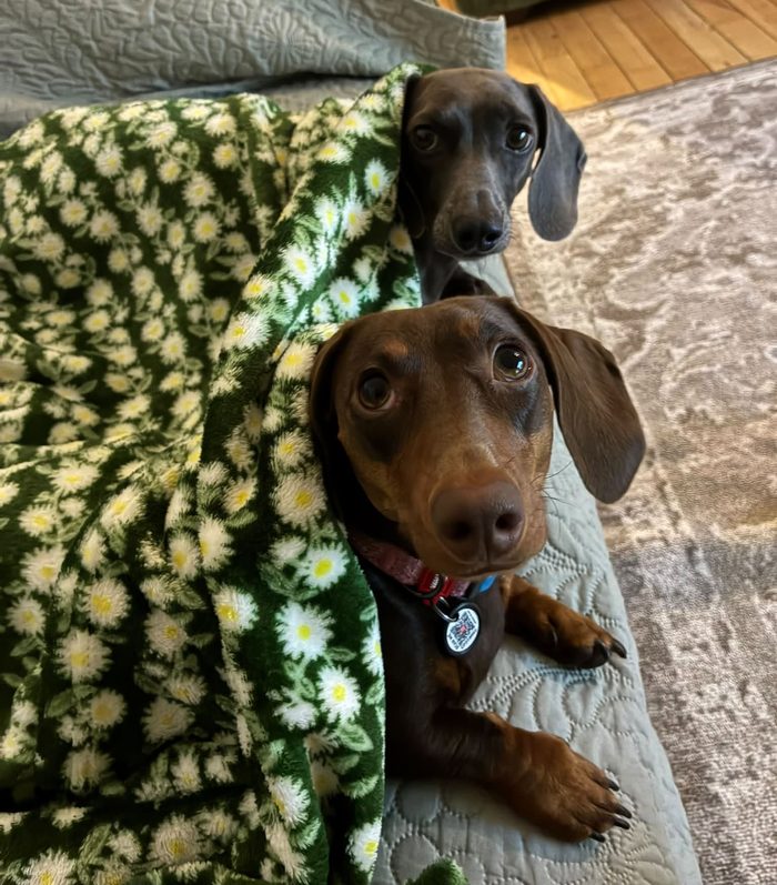 Two dachshunds peeking out from under a blanket at home