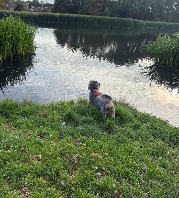 A Yorkshire terrier taking in the view over a quiet pond