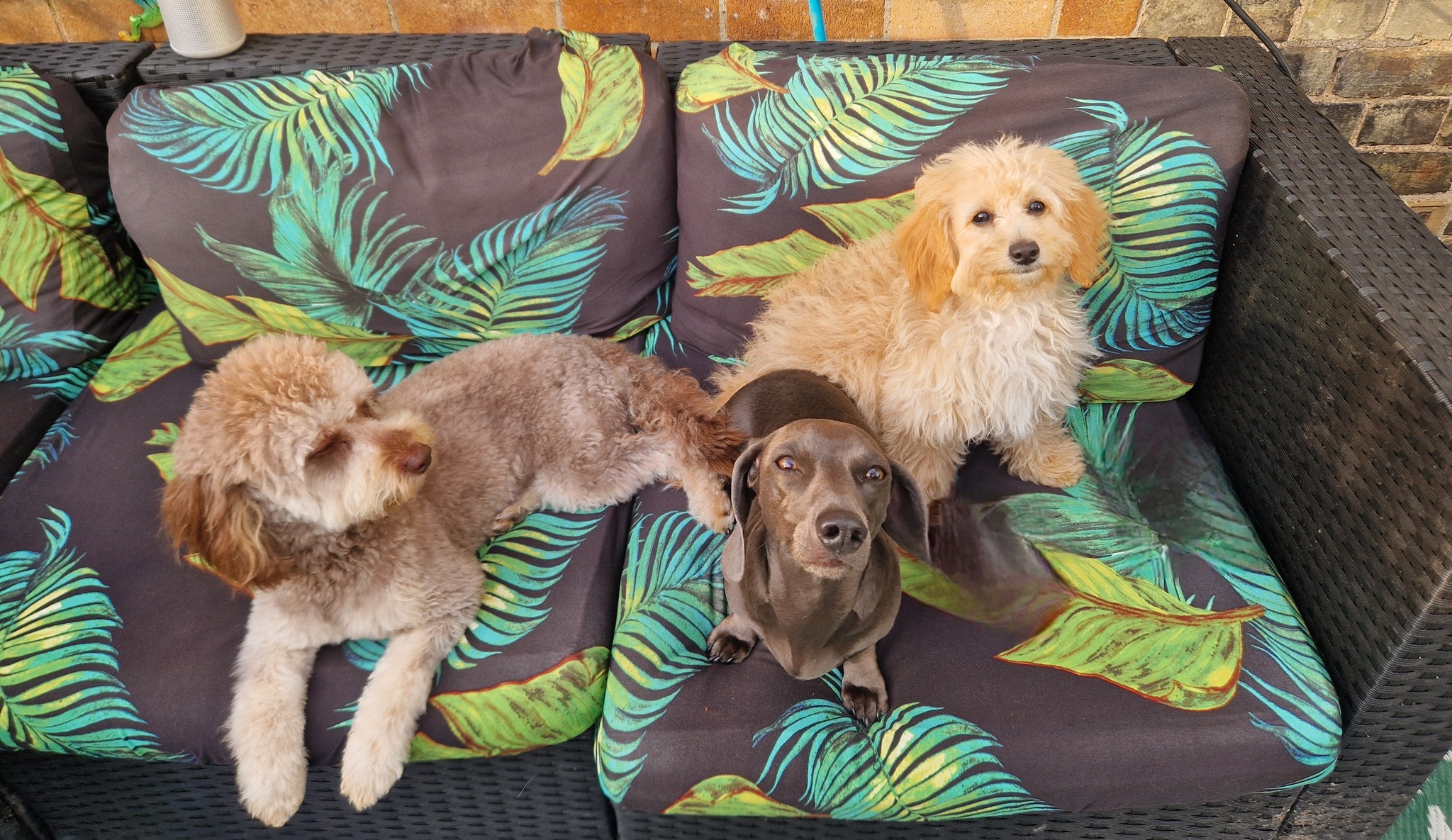 Happy dogs together