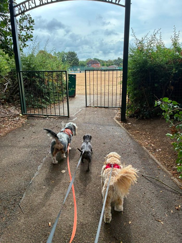 Three dogs leading the way through the park gates