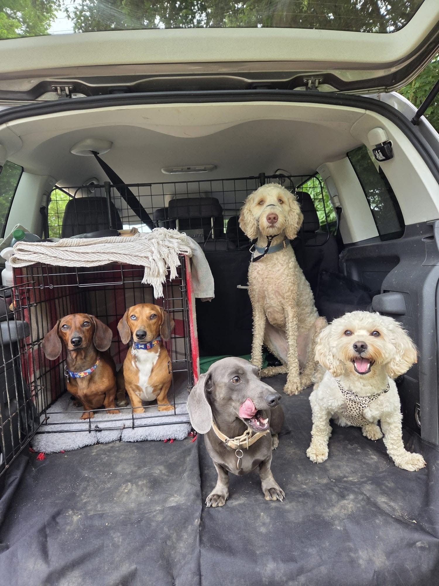Dog enjoying day care