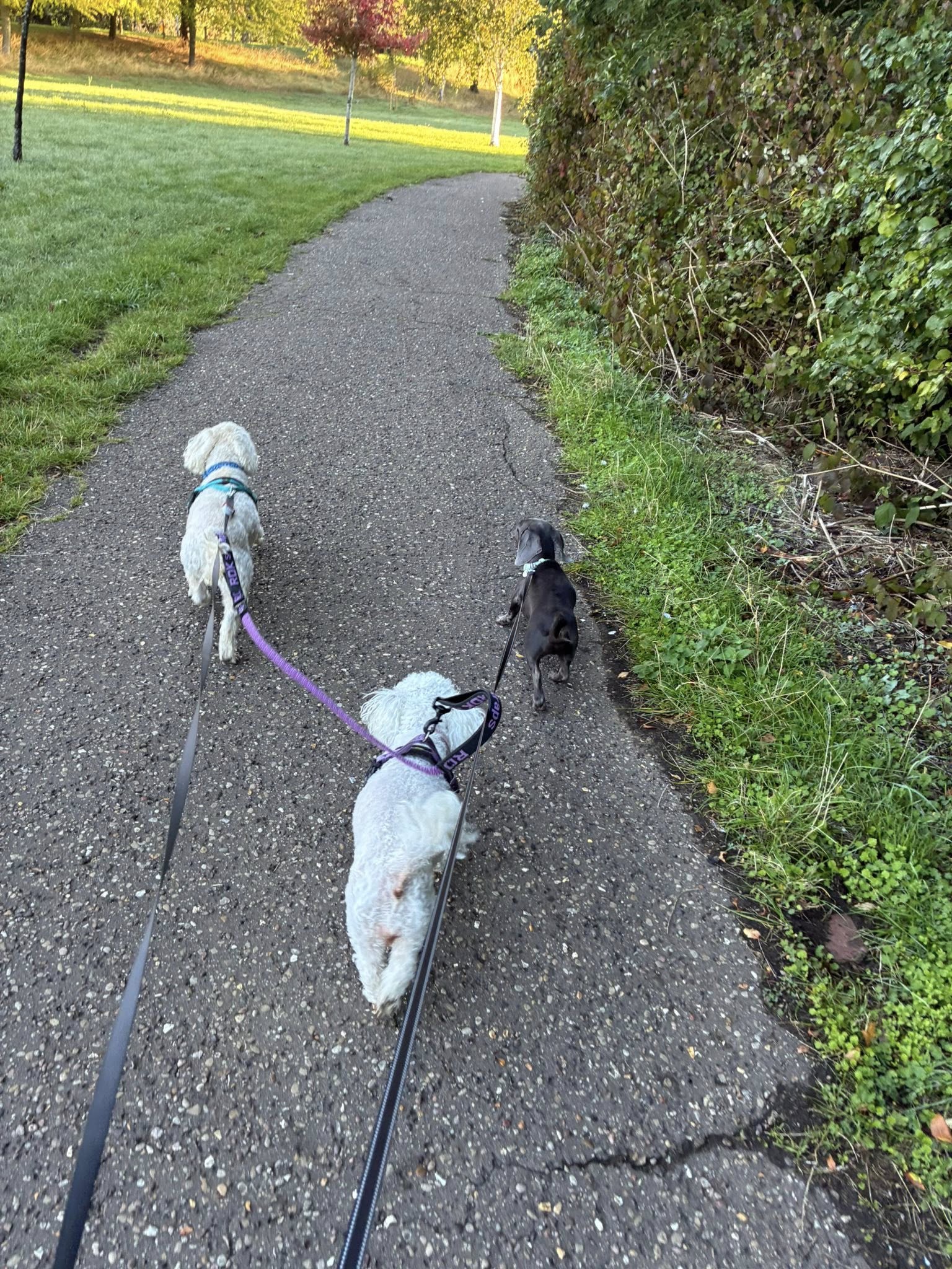 Dog out on a countryside walk