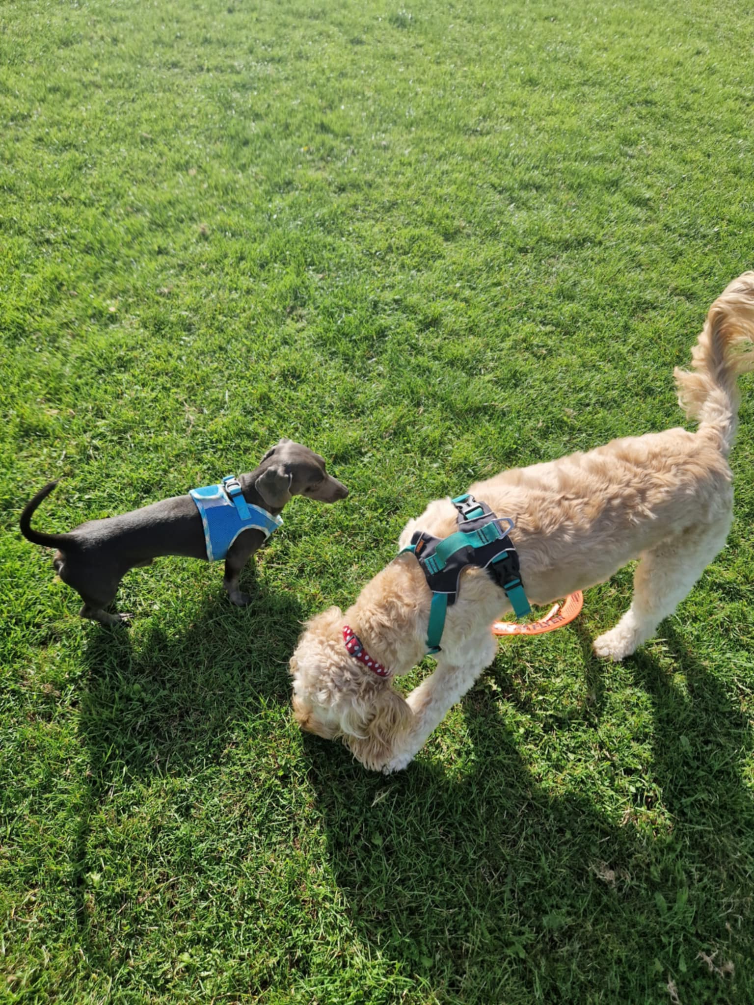 Dogs on a group walk