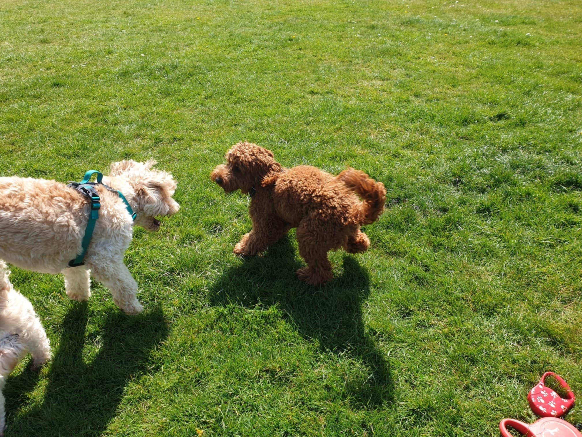Dogs playing together outdoors