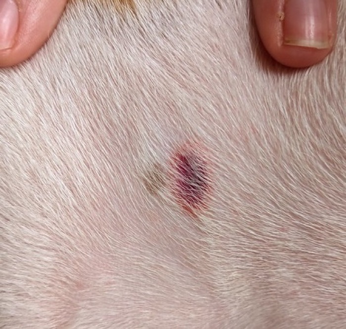 A healing tick bite mark on a dog's skin after the tick has been removed