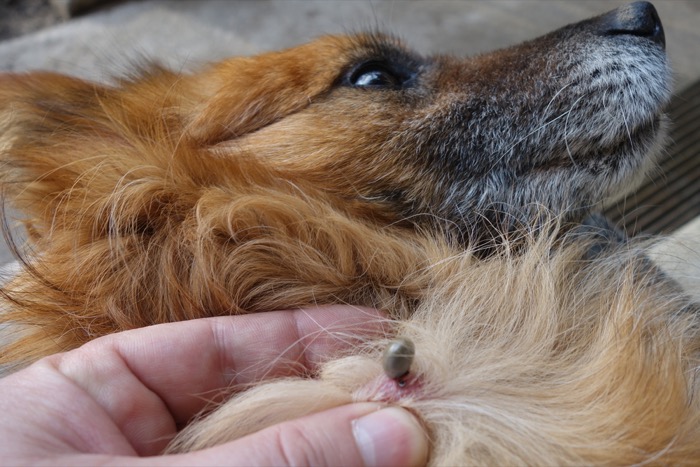 A grey, pea-sized tick attached to the neck fur of a golden retriever dog