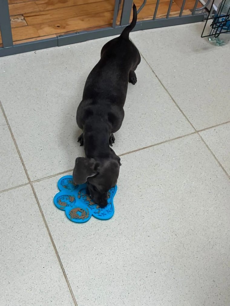 Stanley, Sandra's young blue dachshund, working a snuffle mat