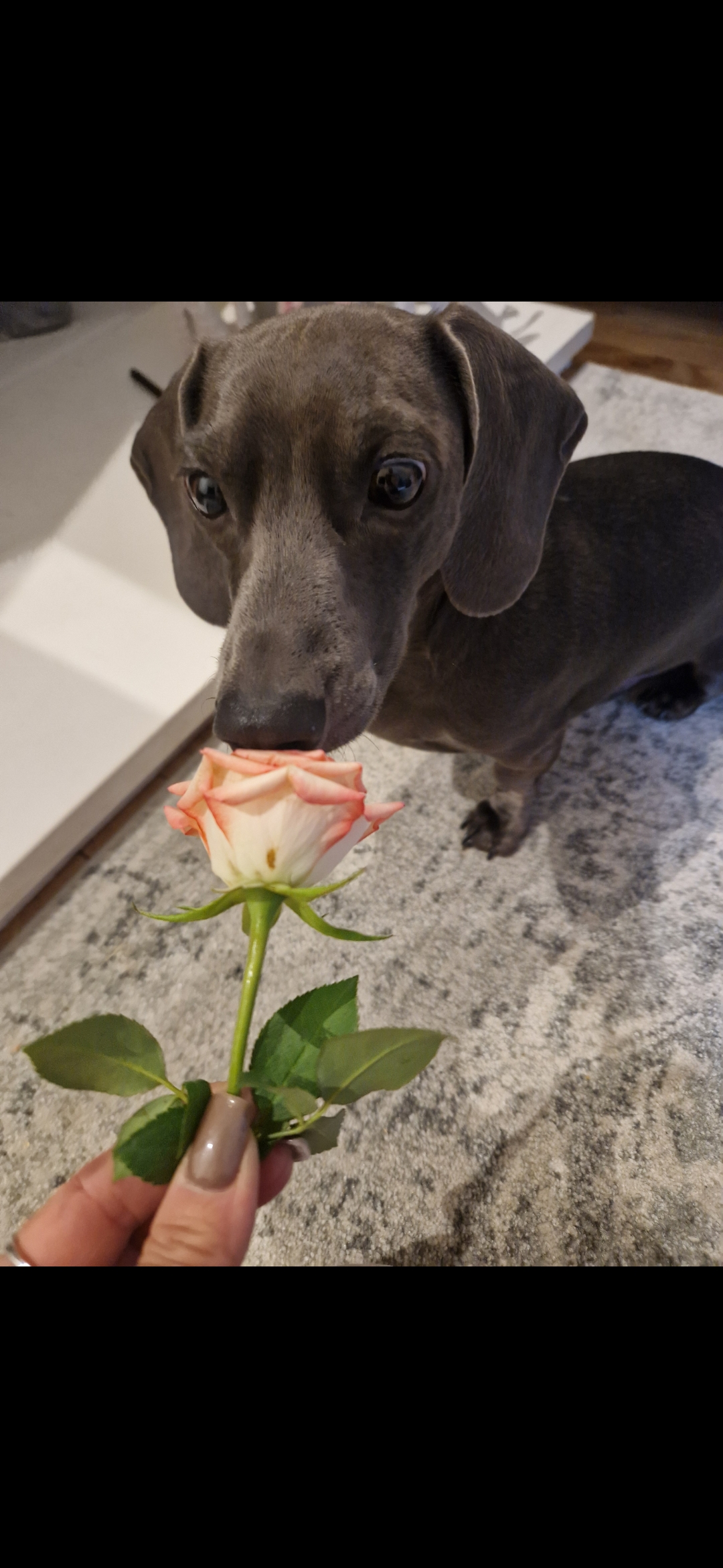 Stanley the blue dachshund