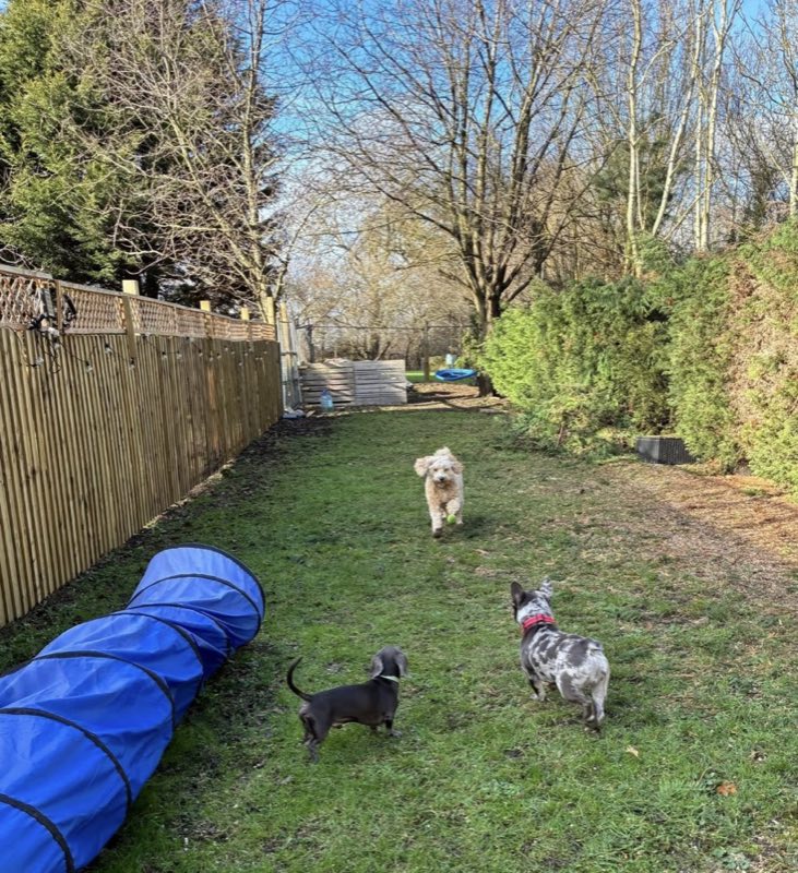 Dogs playing on the lawn of the fully fenced back garden at Sandra's Place, Peterborough