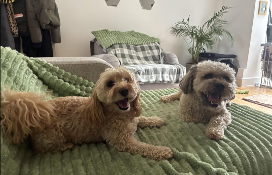 Two happy dogs lounging on a blanket on the living room sofa
